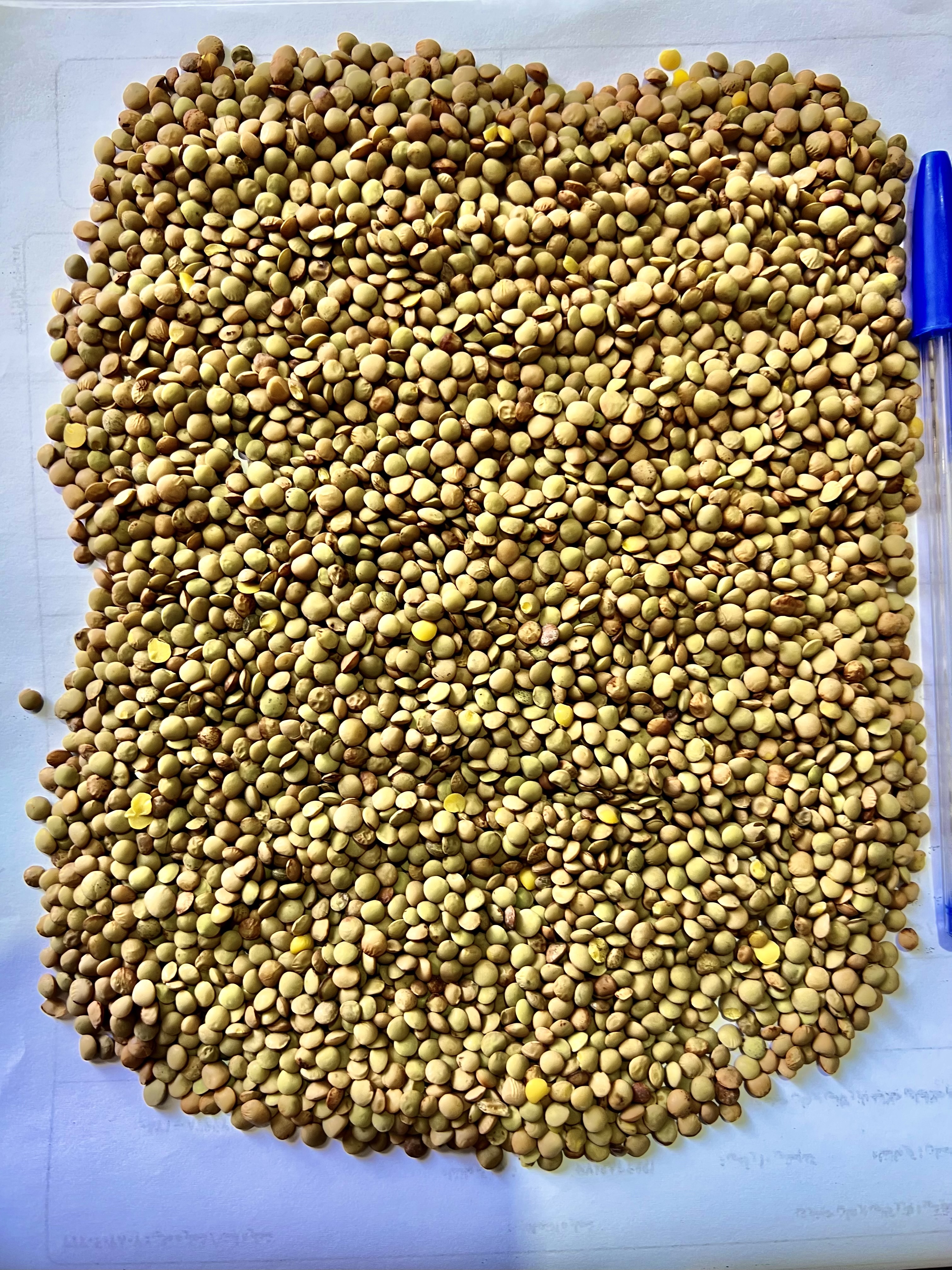 عدس آشی