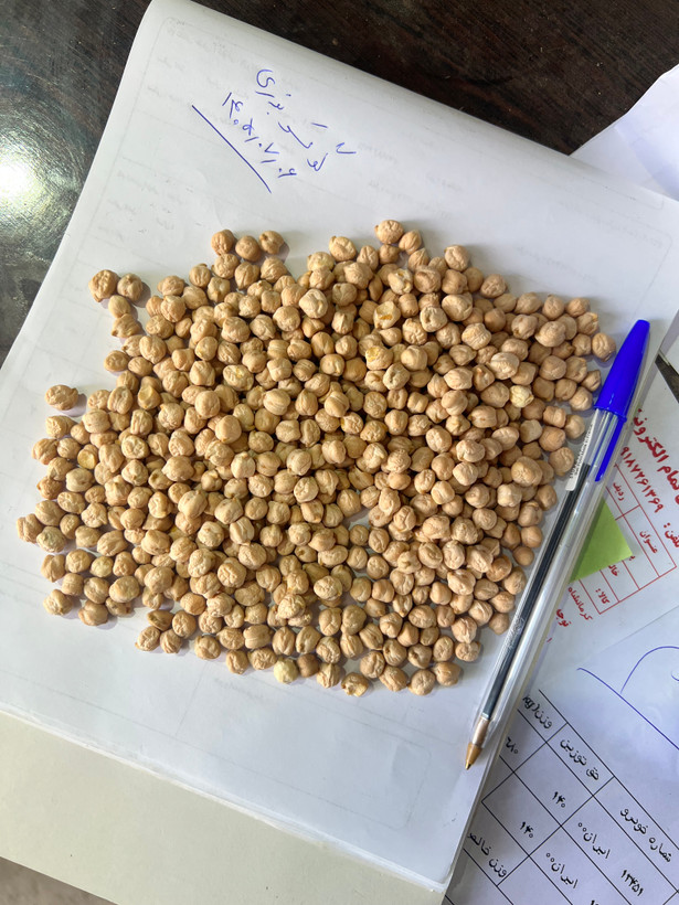 نخود گوکسو بذری ( ترکیه)